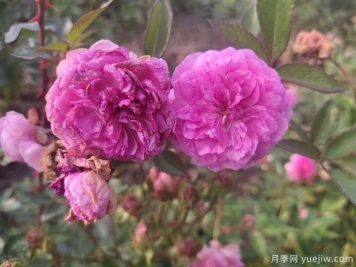 小花月季品種有哪些？推薦4個(gè)微型月季