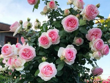 龍沙寶石和真宙，長得快抗病強(qiáng)，快速給你月季花海
