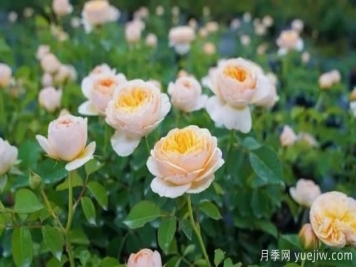 現(xiàn)代月季在園林景觀的應(yīng)用！園林綠化人必看！