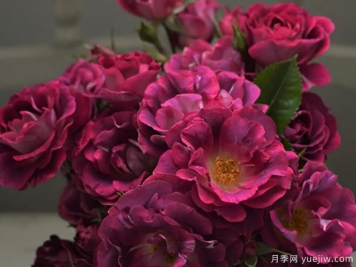 發(fā)卡瓦萊塔月季介紹和優(yōu)缺點