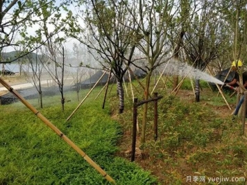 園林綠化早春返青水要注意，時間和澆水量很重要