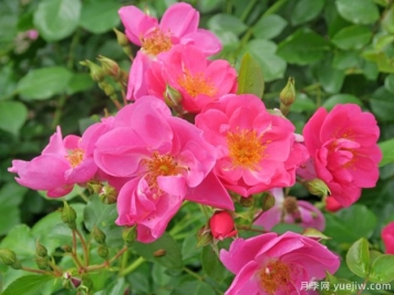 西雅月季的優(yōu)缺點是什么？