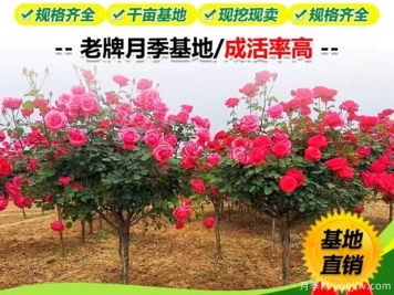 選擇花卉苗木注意事項(xiàng)