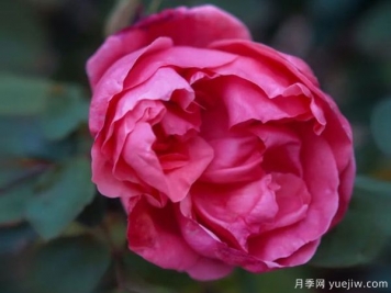 黃岡科技職業(yè)學(xué)院，然有月季，亭亭玉立