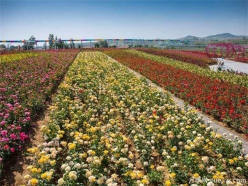 豐花月季與普通月季的區(qū)別？園林花壇喜歡用的特點(diǎn)