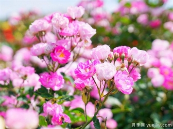 到冬天是否可以插桿月季花嗎？