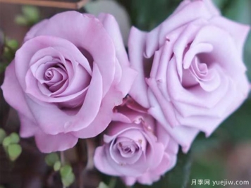 月季海洋之歌適合陽臺(tái)養(yǎng)么？