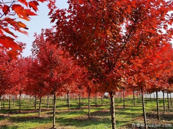 美國(guó)紅楓和日本紅楓的區(qū)別？哪個(gè)好？