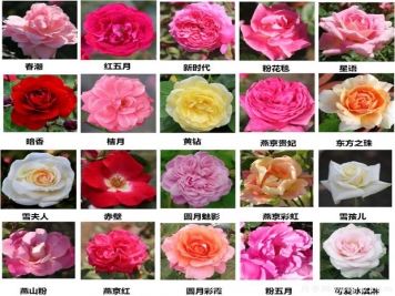 北京園科院自育月季萬(wàn)里挑一，提升北京城的氣質(zhì)與顏值