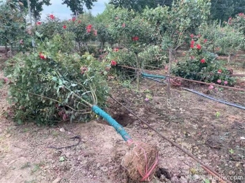 什么苗苗木要帶土球？什么花苗不用帶土球？