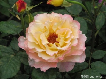 水彩月季的優(yōu)缺點(diǎn)是什么？