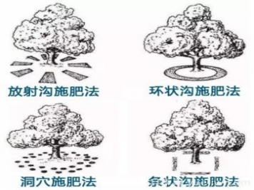 花卉苗木秋季土埋有機(jī)肥有哪幾種方法？