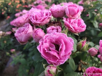 月季應(yīng)該如何施肥算正確？