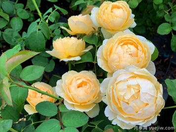 推薦6個(gè)藤本月季品種，一年長(zhǎng)成花墻，四季花開不斷