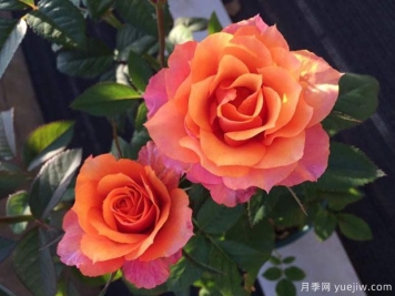 艾帕索，適合新手的微月，小陽臺(tái)也能輕松開爆盆