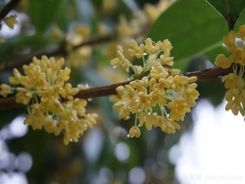 桂花樹和山月桂的區(qū)別有哪5點(diǎn)？