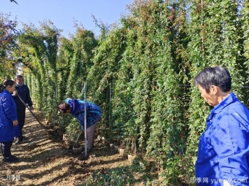 不是所有苗木適合冬季移栽？冬季苗木移栽注意事項(xiàng)