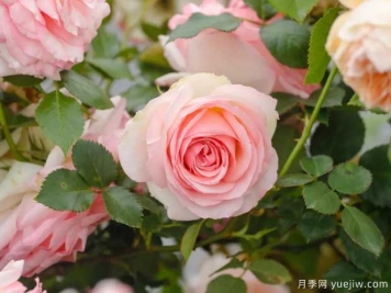 月季花如何施肥能花多色艷？月季施肥時(shí)間注意點(diǎn)