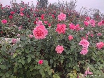 月季多年老化后開花少又小怎么辦？做好修剪就可以了