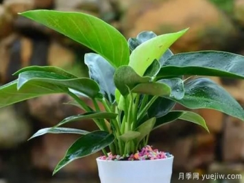 ?大葉金鉆冬天的養(yǎng)護辦法和注意事項