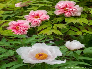 鳳丹花和牡丹花的區(qū)別？看葉子和根系