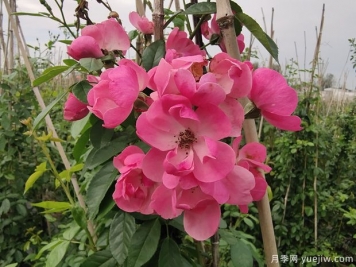 北方常見的4個耐寒花卉是什么？月季牡丹芍藥鐵線蓮