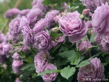 5個(gè)獨(dú)一無(wú)二的紫色月季花，喜歡嗎
