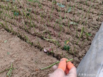 扦插不成功，可能是種植的環(huán)境條件不達(dá)標(biāo)