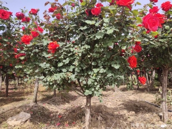苗木移栽后根系如何快速恢復(fù)？做好6點