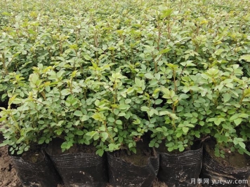 2月份苗圃管理工作重點