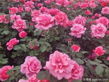 為什么不要買根接的月季？?jī)赡曛箝L(zhǎng)勢(shì)慢