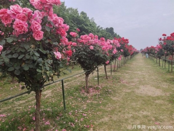 春季栽樹，挖好樹穴很重要
