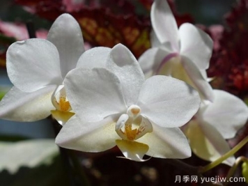 如何給蘭花翻盆？15道工序大功告成
