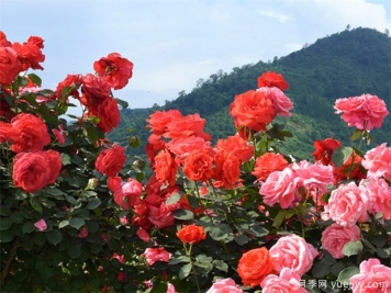 12個月份，高端公寓物業(yè)綠化管理