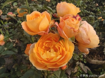 新手養(yǎng)殖果汁陽(yáng)臺(tái)月季，也能輕松爆盆