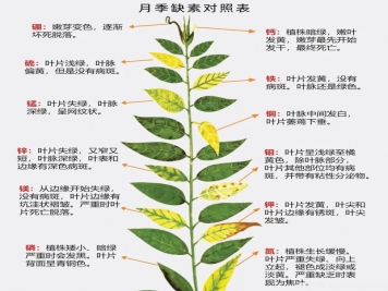月季應(yīng)該用什么樣的肥料？月季全年用肥技巧精簡版