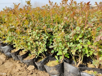 月季盆栽開了幾個(gè)月就頹廢了，如何重新開花？