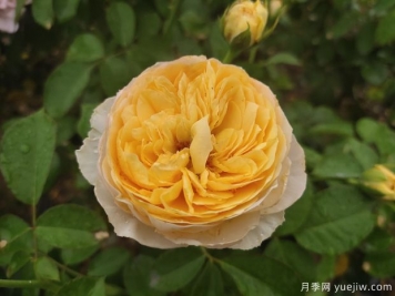 玫瑰稱(chēng)霸花藝界，月季讓世界更美麗