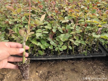 月季牙簽苗過(guò)冬做好5件事，春天變中苗，開(kāi)花多生長(zhǎng)快
