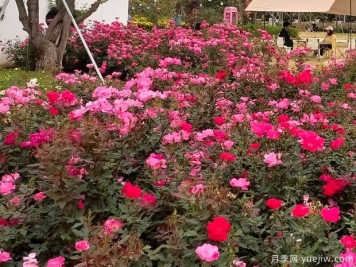 享受美麗，深圳松崗五指耙月季苑花展