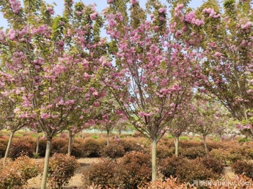 櫻花樹幾年可以開花？日本晚櫻開花的觀賞價值