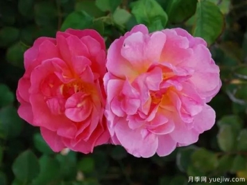 麗蓮奧斯汀月季/利利安奧斯汀