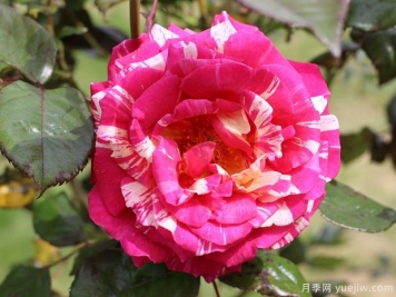 月季花一年需要修剪幾次？四次的修剪方法