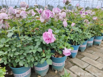 月季花夏秋之交該怎么管理？追肥時(shí)間到了