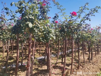 秋季花木移栽時(shí)間和注意措施有哪些？