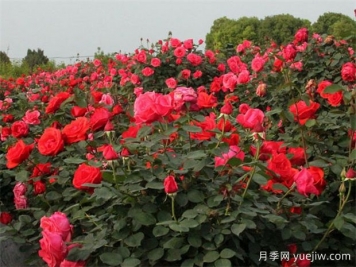 各省份花卉批發(fā)市場地址收藏