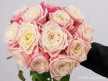 甜蜜奶咖月季