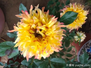 十大熱門月季品種介紹，花大色艷
