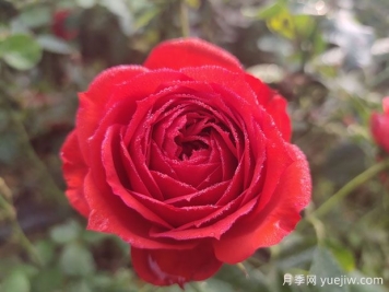 推薦10款適合陽(yáng)臺(tái)種植的月季，長(zhǎng)期花開(kāi)不敗