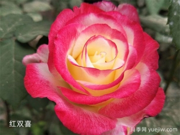 推薦20個(gè)大花月季品種，花大味香，顏值擔(dān)當(dāng)